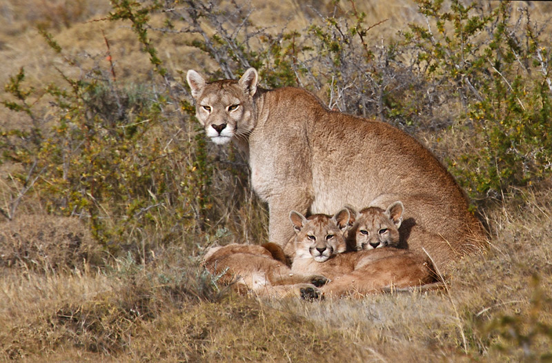 Puma y sus cachorros outlet